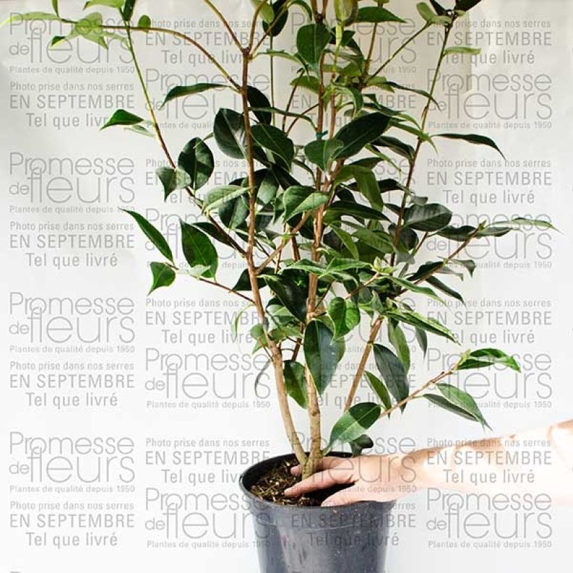 Example of Camélia classique - Camellia Royal Velvet Pot de 4L/5L as you get