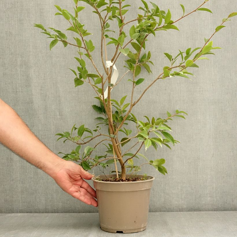 Example of Camélia d'automne Autumn Jewel  Pot de 4L/5L as you get in ete