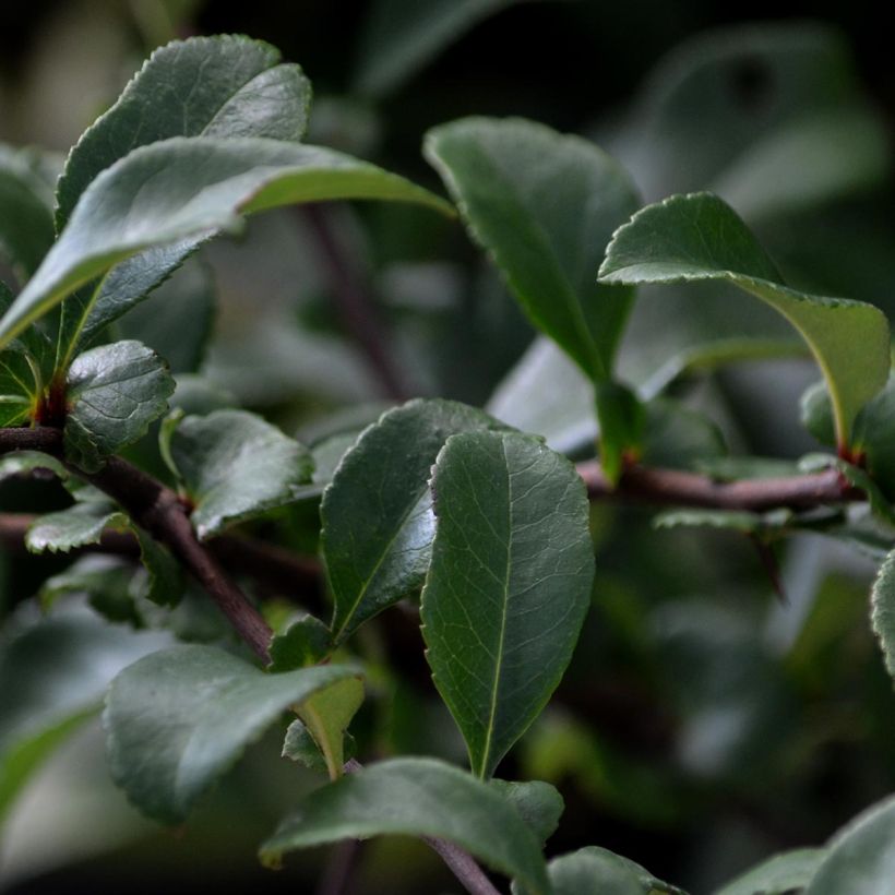 Cognassier du Japon Pink Lady - Chaenomeles superba  (Foliage)
