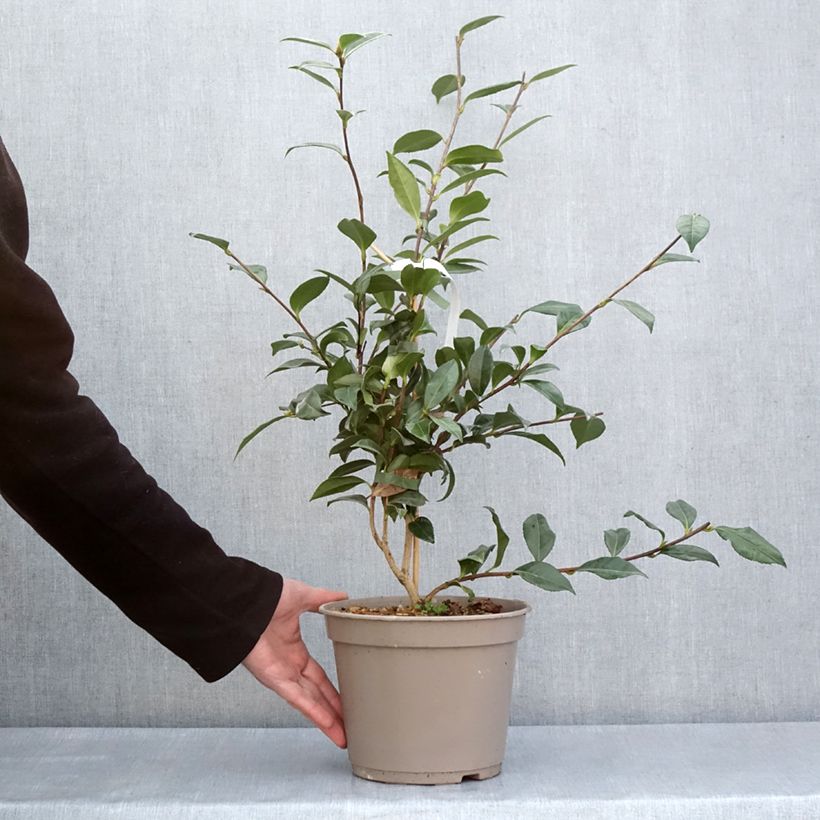 Example of Camélia d'automne - Camellia sasanqua Early Pearly Pot de 4L/5L as you get in printemps