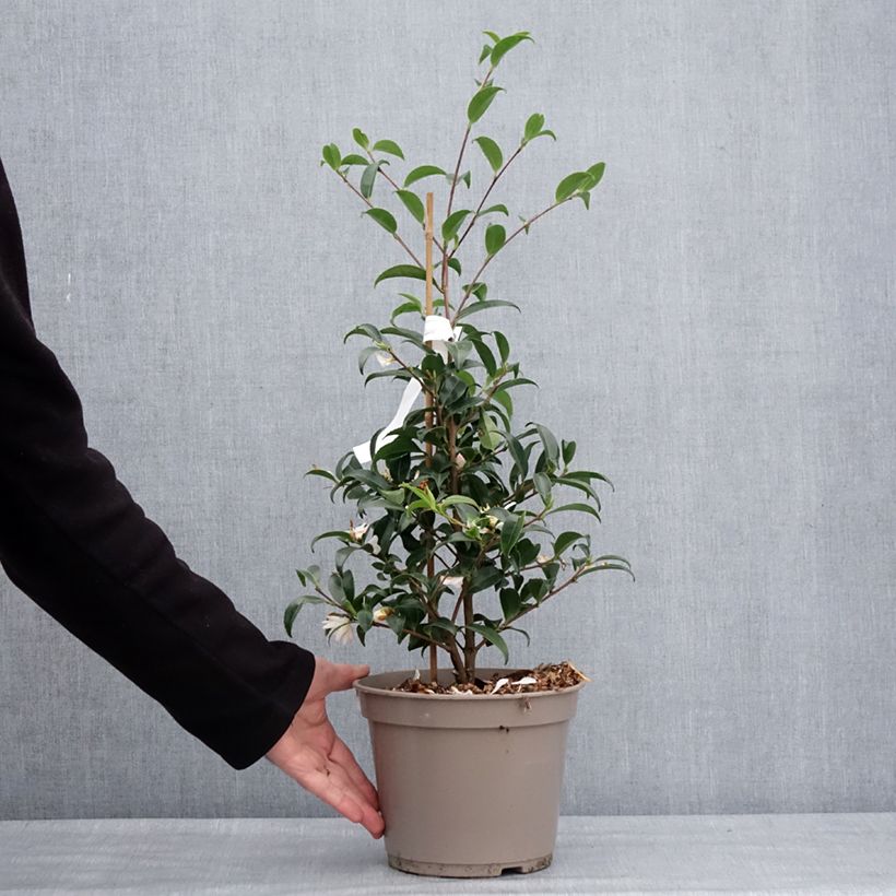 Example of Camelia d'automne - Camellia sasanqua Frosted Star Pot de 4L/5L as you get in hiver