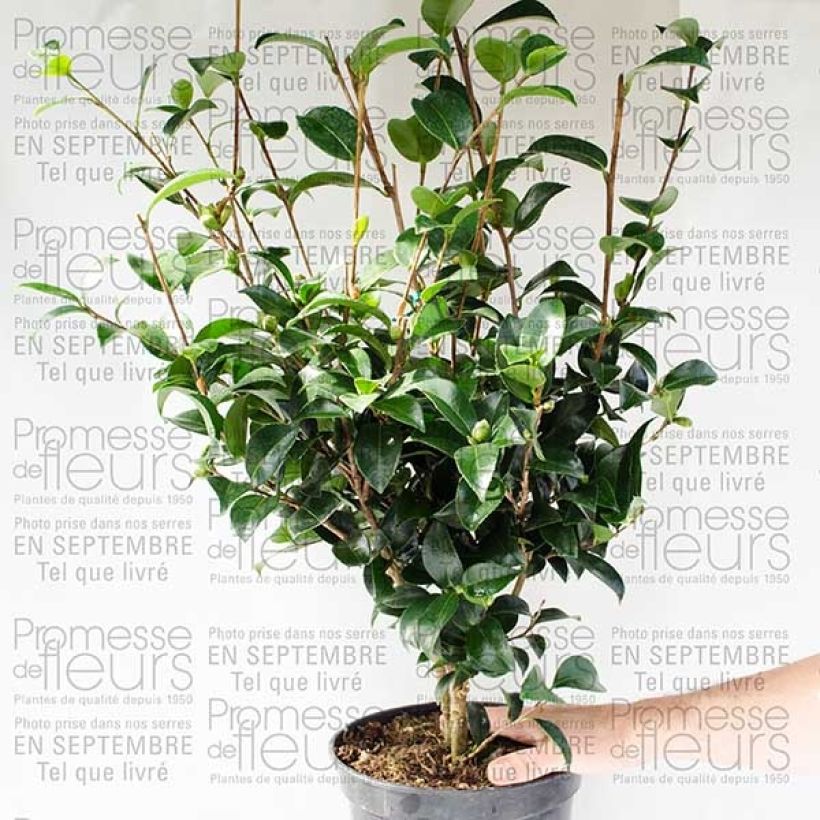 Example of Camélia d'automne - Camellia sasanqua Fukuzutsumi Pot de 4L/5L as you get
