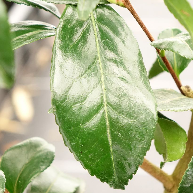 Camélia d'automne - Camellia sasanqua Hinode-Gumo (Foliage)