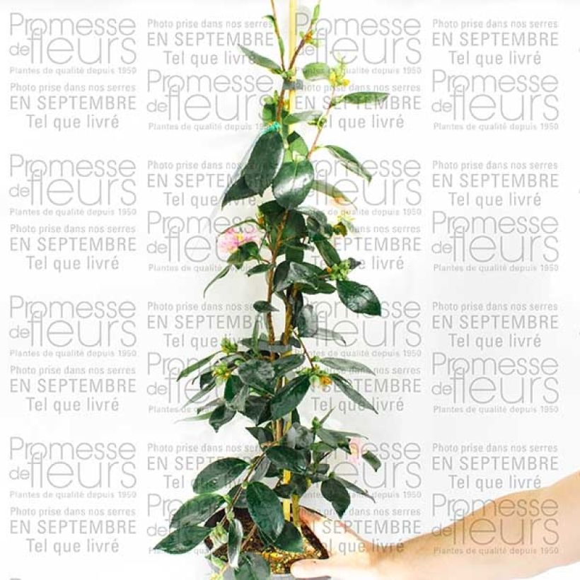 Example of Camélia d automne - Camellia sasanqua Showa no Sakae Pot de 4L/5L as you get