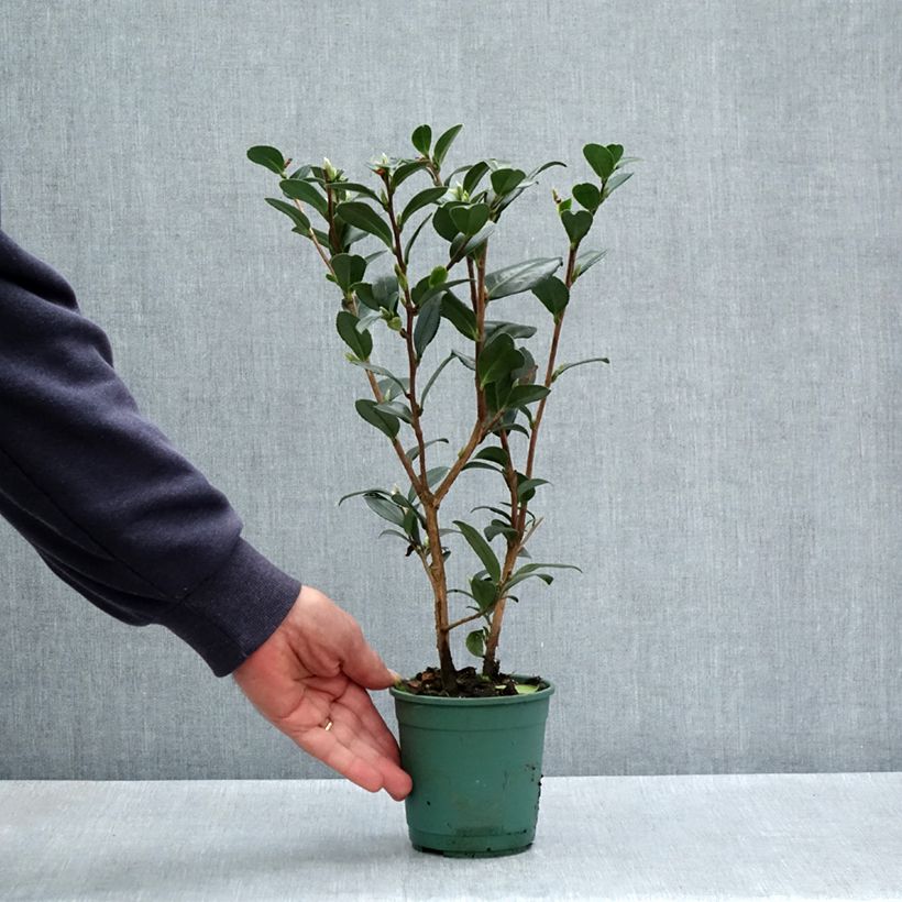 Example of Camélia d'automne - Camellia sasanqua Yuletide Pot de 12 cm / 13 cm as you get in printemps