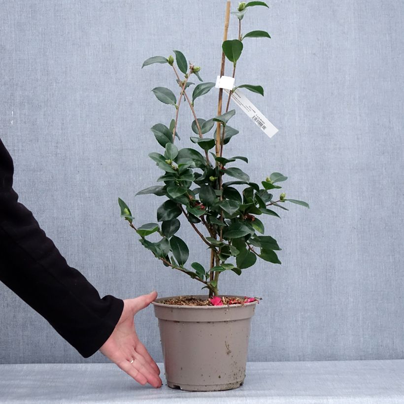 Example of Camelia d'automne - Camellia x hiemalis Bonanza  Pot de 3L/4L as you get in hiver