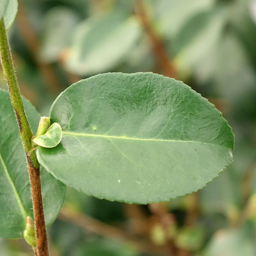 Camélia d'automne Hiryu - Camellia sasanqua (Foliage)