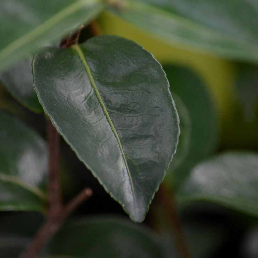 Camélia d'automne - Camellia sasanqua Plantation Pink (Foliage)