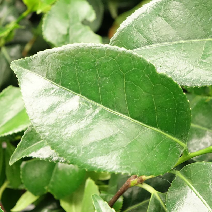 Camélia Dainty California - Camellia japonica (Foliage)