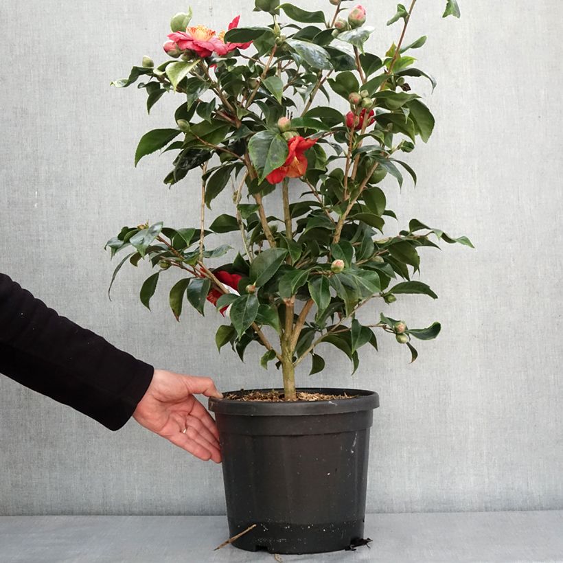 Example of Camélia du Japon Painter's Palette - Camellia japonica  Pot de 4L/5L as you get in hiver