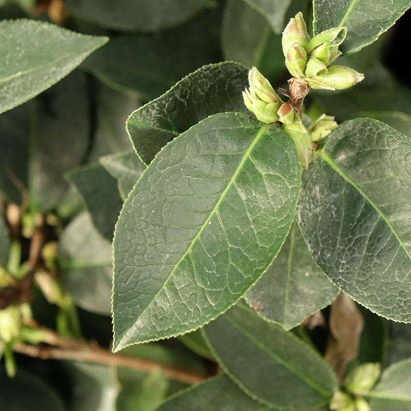 Camelia Fiesta Grande - Camellia (x) reticulata (Foliage)