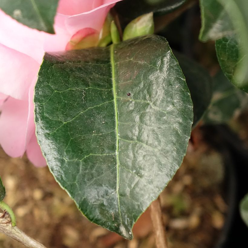 Camélia hybride Nicky Crisp (Foliage)