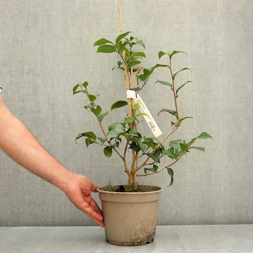 Example of Camélia Inspiration - Camellia x reticulata Pot de 4L/5L as you get in ete