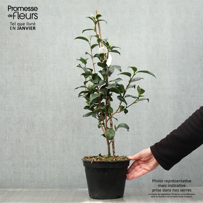 Example of Camélia Lucky Star - Camellia (x) williamsii Pot de 4L/5L as you get in hiver