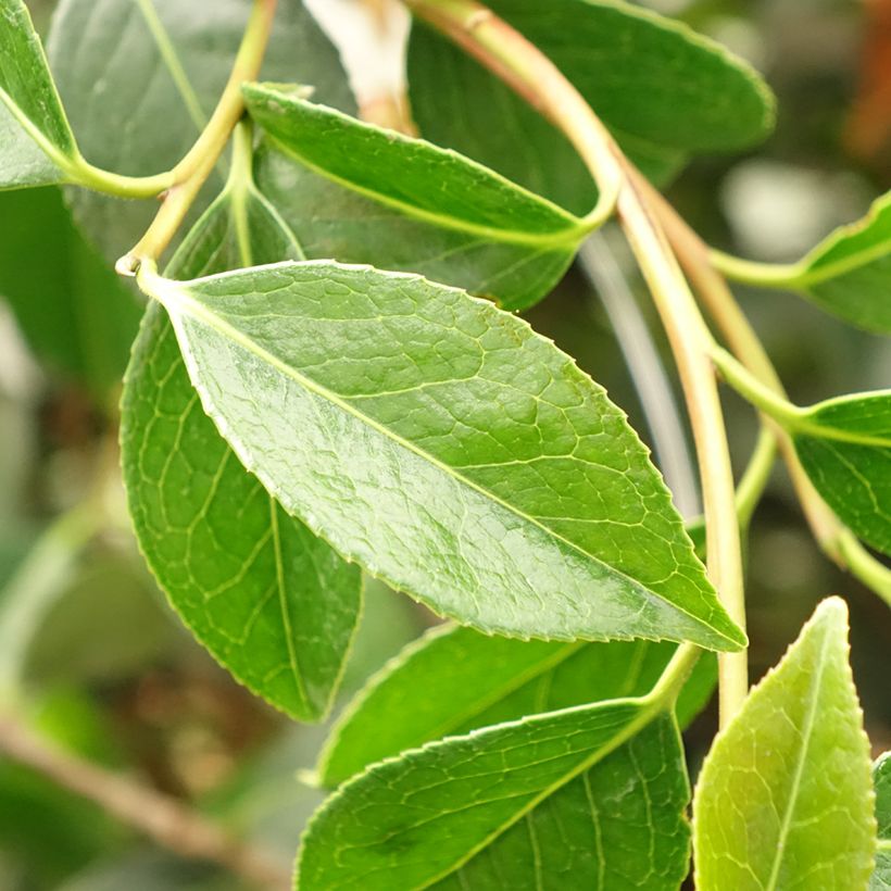 Camélia Lucky Star - Camellia (x) williamsii (Foliage)