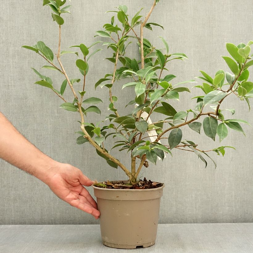 Example of Camélia Mimosa Jury - Camellia x williamsii Pot de 4L/5L as you get in ete