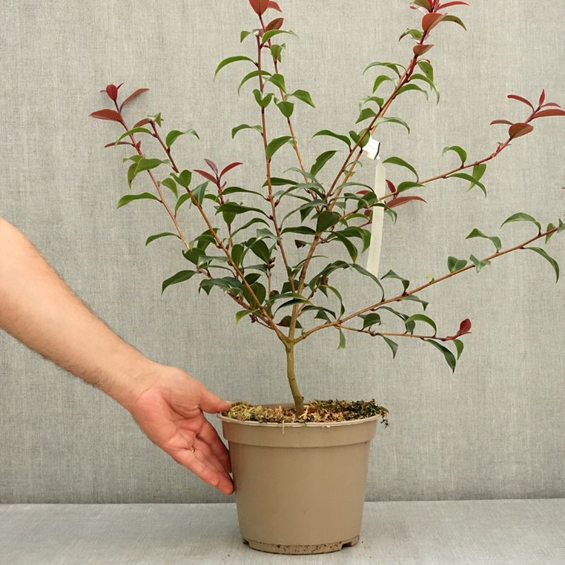 Example of Camélia Night Rider - Camellia x williamsii Pot de 4L/5L as you get in ete