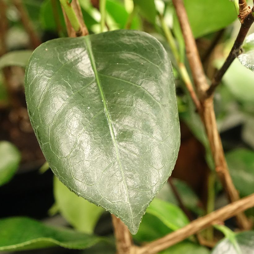 Camélia Okan - Camellia japonica de Higo (Foliage)