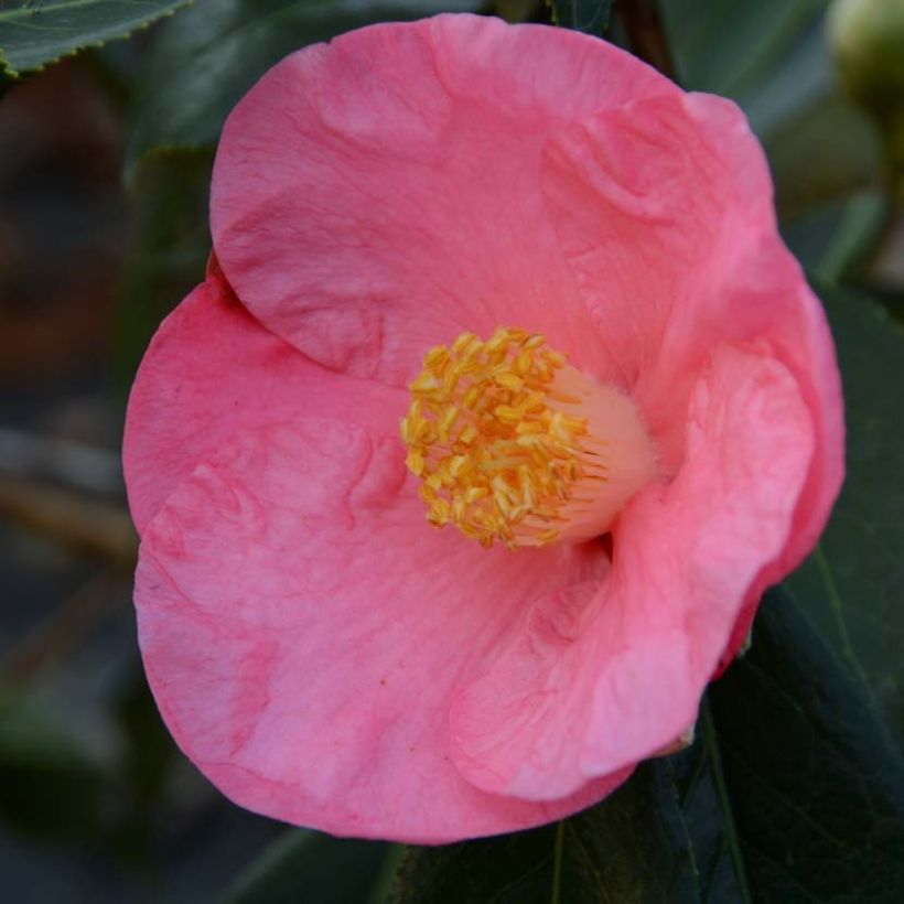 Camélia Paul Sérusier - Camellia japonica (Flowering)