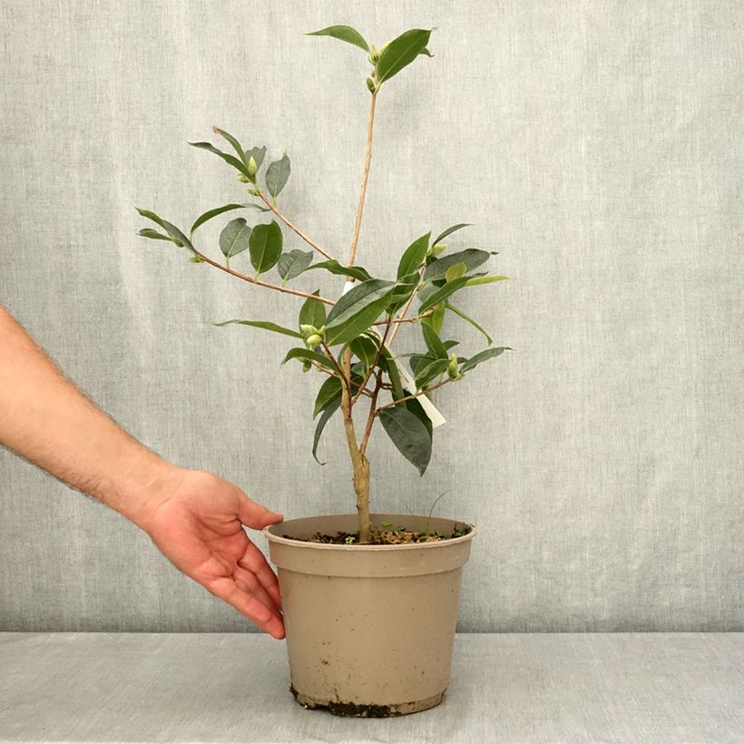 Example of Camélia reticulé China Lady - Camellia reticulata Pot de 4L/5L as you get in ete