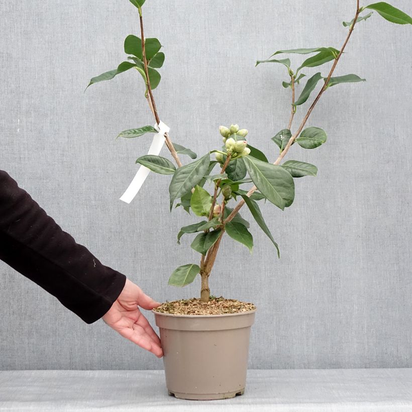 Example of Camélia réticulé Den Burton - Camellia reticulata Pot de 4L/5L as you get in hiver
