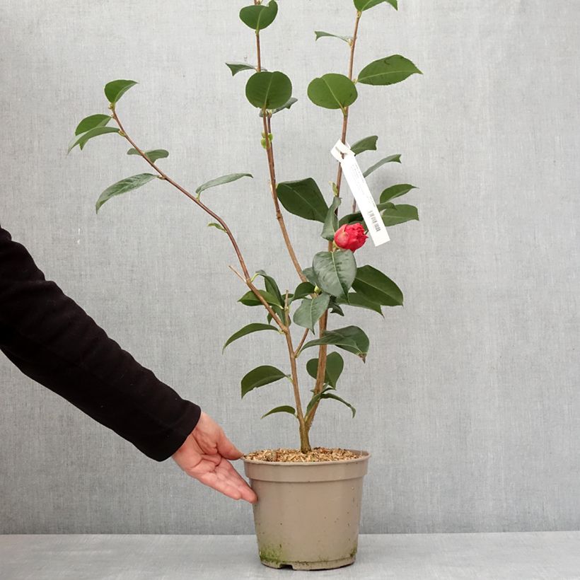 Example of Camélia réticulé Dr Clifford Parks - Camellia reticulata Pot de 4L/5L as you get in hiver