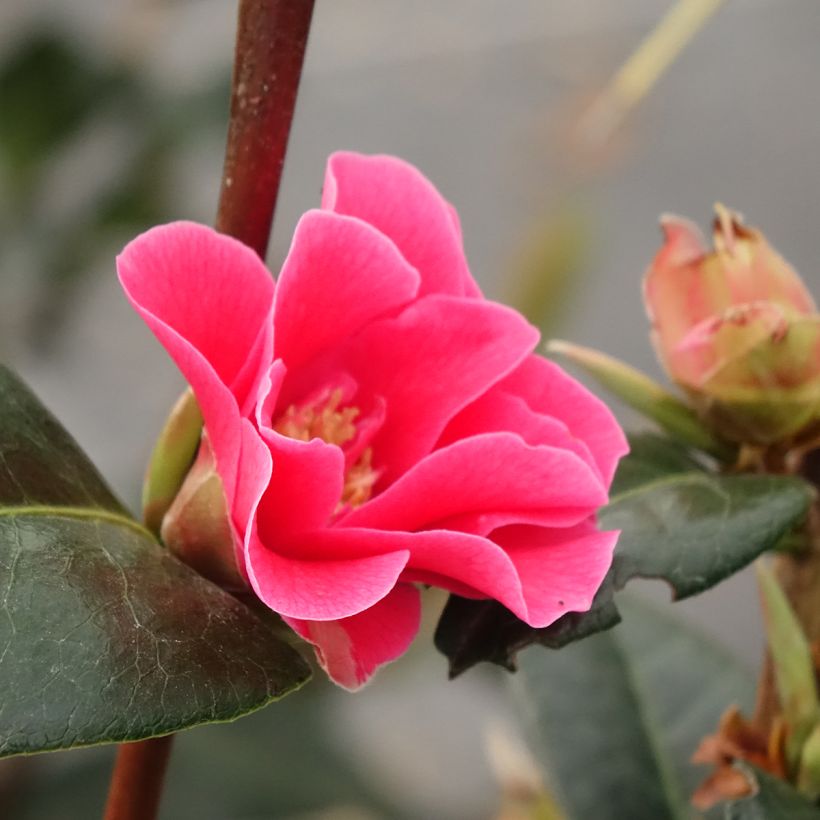 Camélia réticulé Illumination - Camellia reticulata (Flowering)