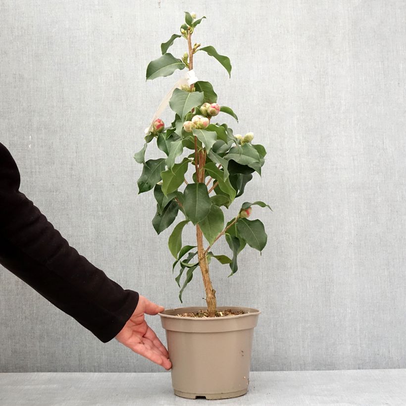 Example of Camélia réticulé Larry Piet - Camellia reticulata Pot de 4L/5L as you get in hiver