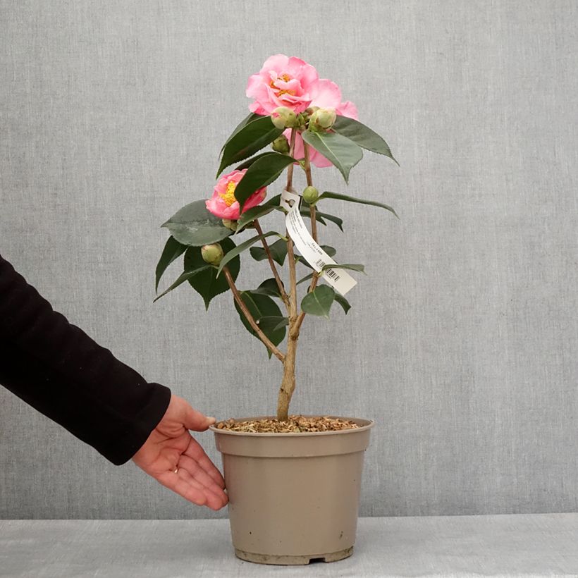 Example of Camélia réticulé Lasca Beauty - Camellia reticulata Pot de 4L/5L as you get in hiver