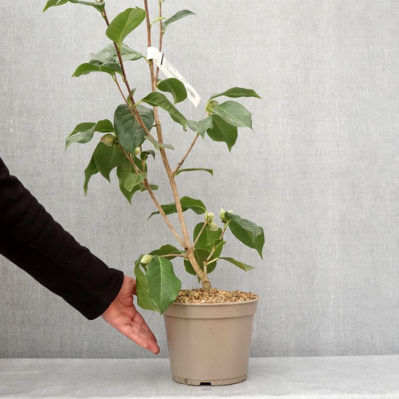 Example of Camélia réticulé Lila Naff - Camellia reticulata Pot de 4L/5L as you get in hiver