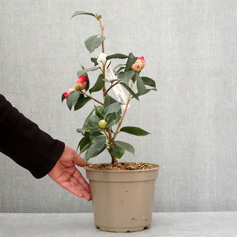 Example of Camélia réticulé Pagoda - Camellia reticulata Pot de 4L/5L as you get in hiver