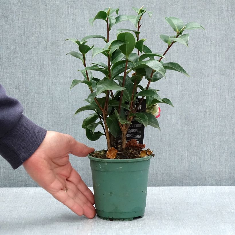 Example of Camélia Roger Hall - Camellia japonica Pot de 12 cm / 13 cm as you get in printemps