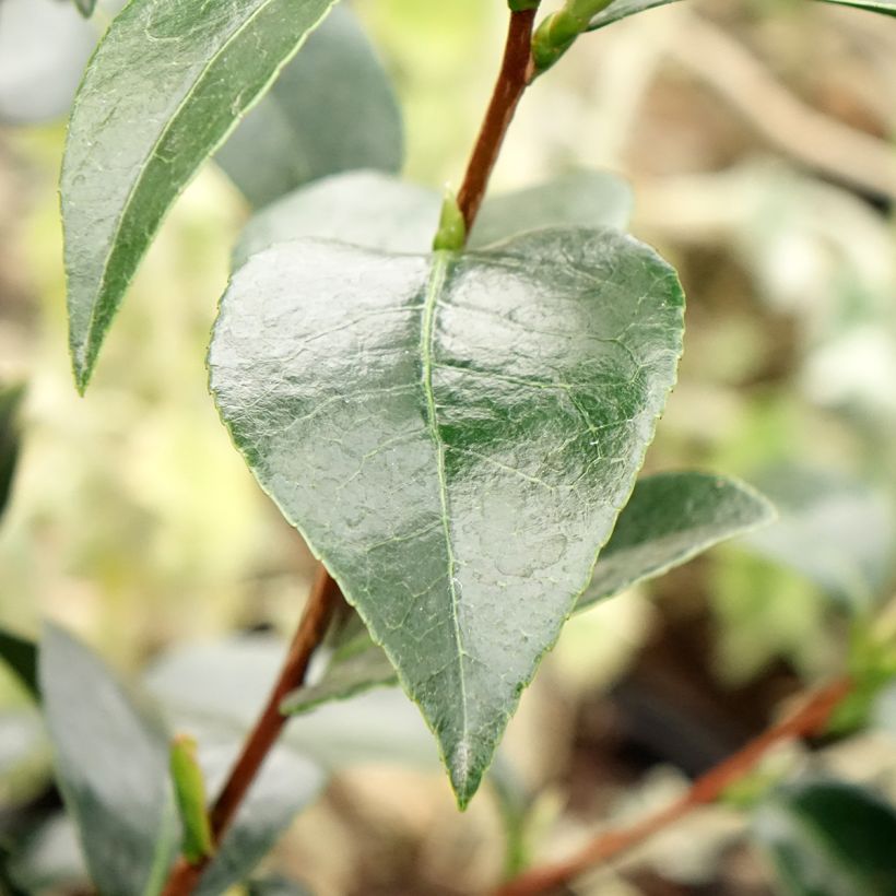 Camélia Stromboli - Camellia japonica (Foliage)
