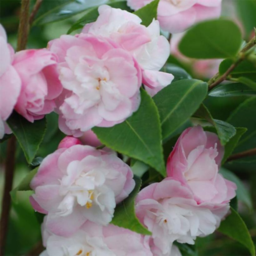 Camélia champêtre Sweet Jane (Flowering)