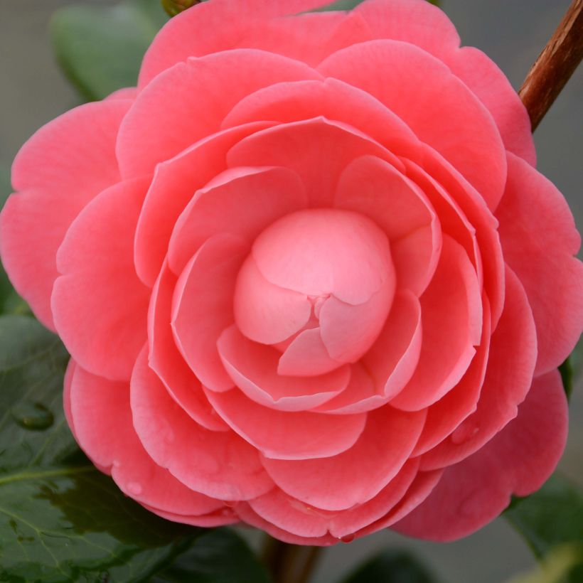Camélia Valtevareda - Camellia japonica (Flowering)