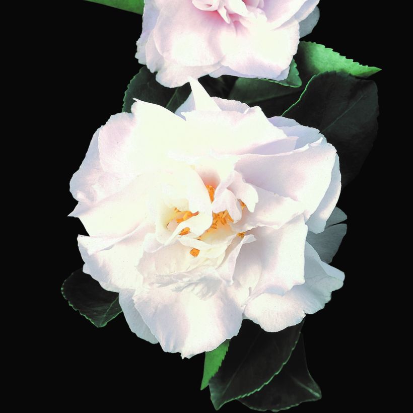 Camélia d'automne - Camellia sasanqua Waterfall White (Flowering)