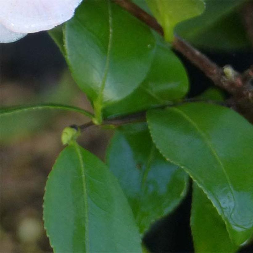 Camélia champêtre - Camellia Cinnamon Scentsation (Foliage)