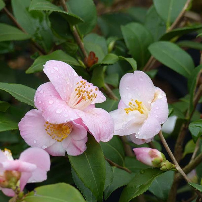 Camélia champêtre - Camellia Cinnamon Scentsation (Flowering)