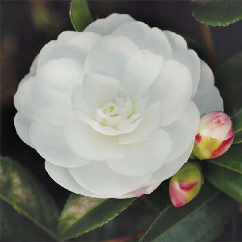 Camélia d'automne - Camellia sasanqua Early Pearly (Flowering)