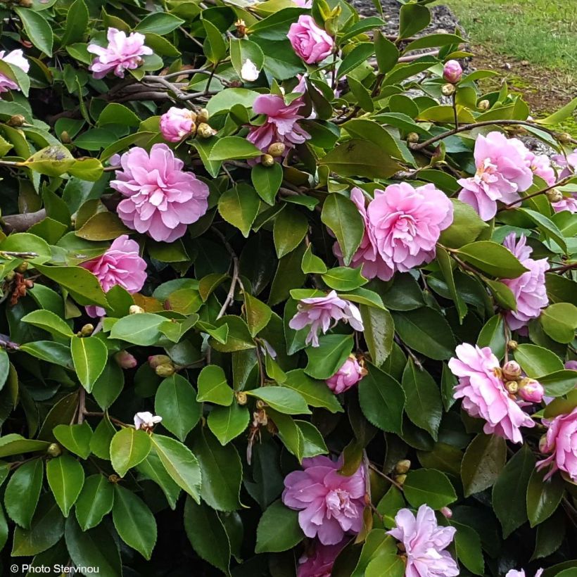 Camélia d'automne - Camellia sasanqua Waterfall Pink (Flowering)