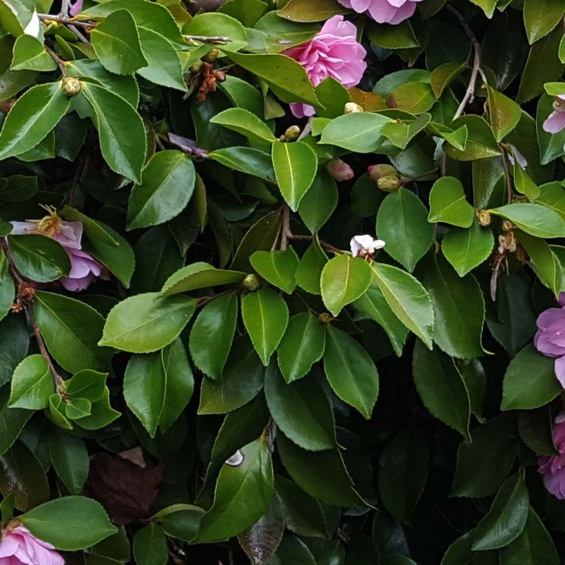 Camélia d'automne - Camellia sasanqua Waterfall Pink (Foliage)