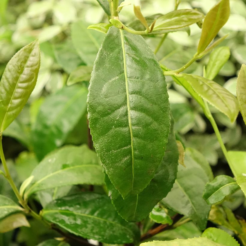 Camellia sinensis Théojardin - Théier (Foliage)