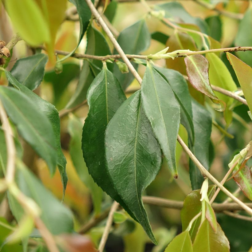Camellia tsaii - Camélia d'hiver (Foliage)