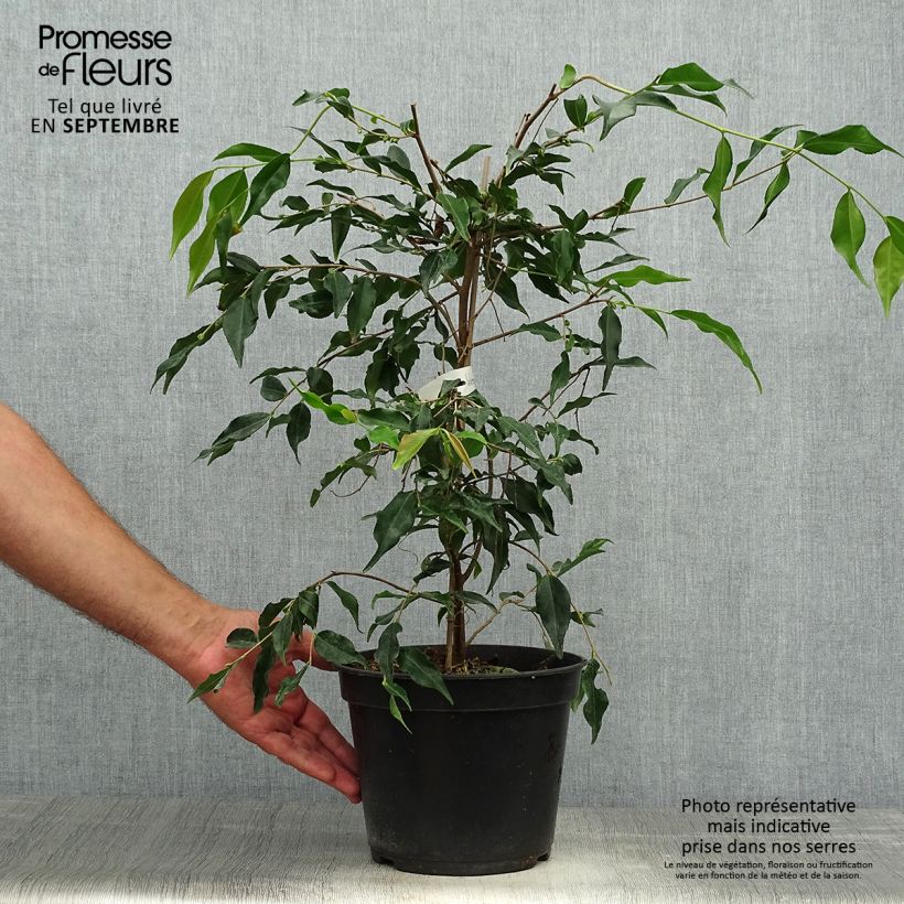 Example of Camellia tsaii - Camélia d'hiver Pot de 4L/5L as you get in automne