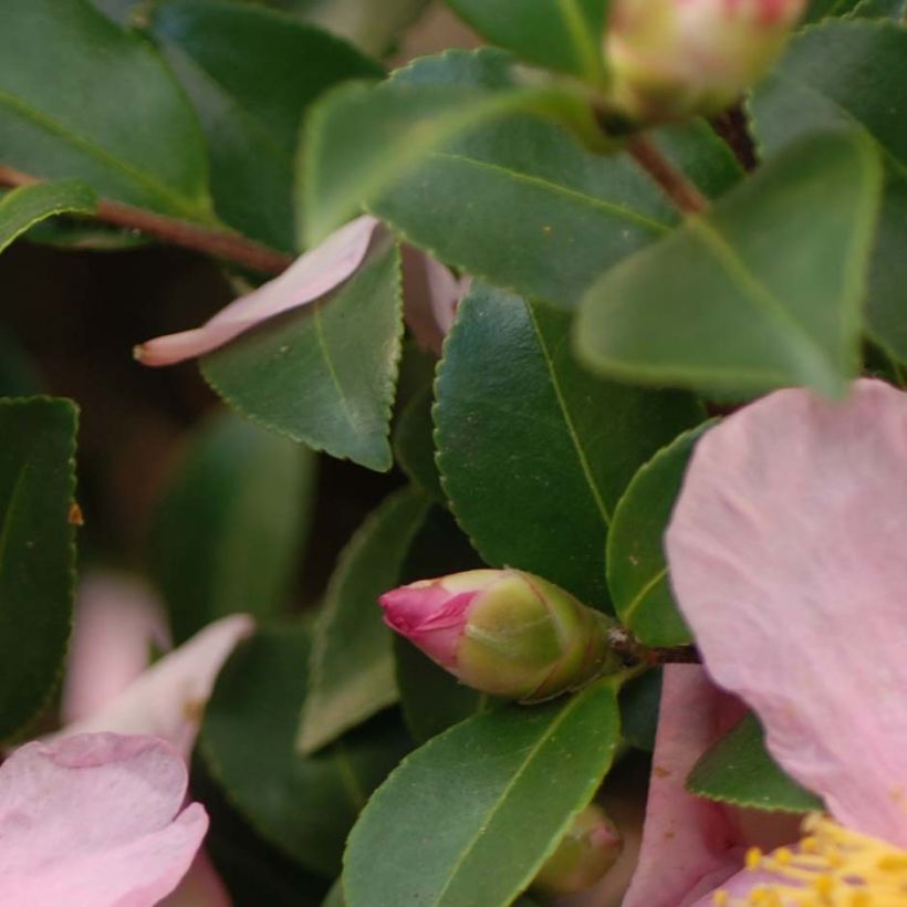 Camélia d'automne - Camellia x hiemalis Pink Goddess (Foliage)