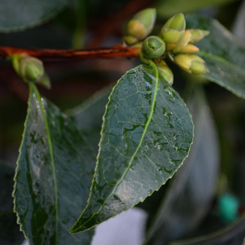 Camélia classique - Camellia Spring Daze (Foliage)