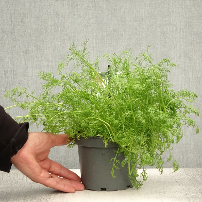 Example of Camomille allemande - Matricaria recutita (chamomilla) Pot de 1,5L/2L as you get in ete