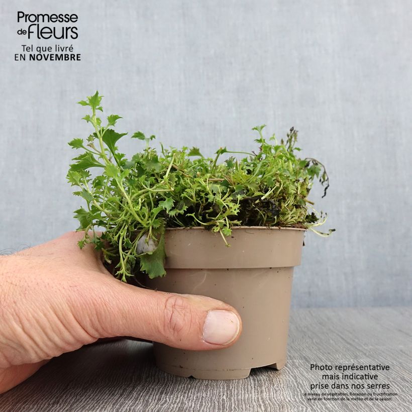 Example of Campanula portenschlagiana Ambella Intense Purple - Campanule des Murets Pot de 1L/1,5L as you get in automne
