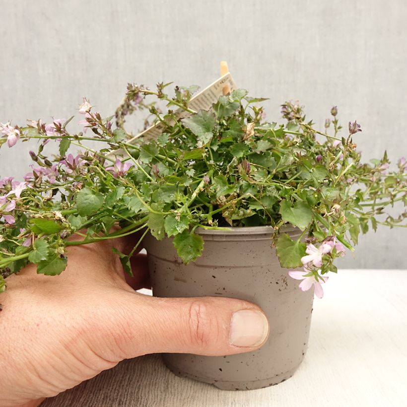 Example of Campanula poscharskyana Adansa Pink - Campanule des Murets Pot de 1L/1,5L as you get in printemps