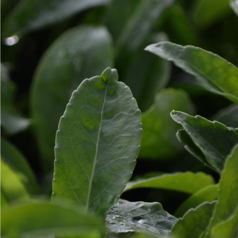Campanule à feuilles de pêcher - Campanula persicifolia Alba (Foliage)